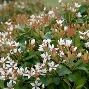 Indian Hawthorne Live Plant – Outdoor Shrub – 3 inch Pot - Image 1