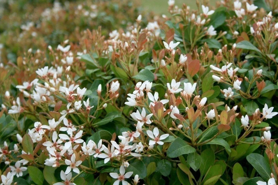 Indian Hawthorne Live Plant – Outdoor Shrub – 3 inch Pot - Image 1
