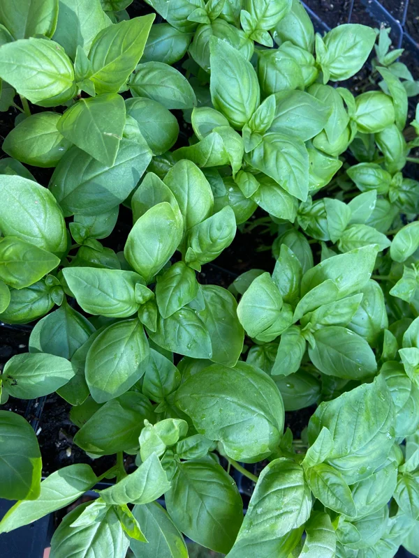 Italian Leaf Sweet Basil Live Plant - 4 inch Pot - Culinary Herb Seedling - Image 1