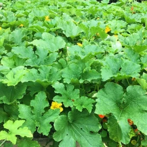 Jackolantern Pumpkin Live Plant – 3 inch Pot – Grow Your Own Halloween Pumpkins - Image 2