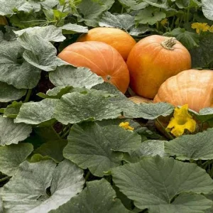 Jackolantern Pumpkin Live Plant – 3 inch Pot – Grow Your Own Halloween Pumpkins - Image 3