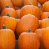 Jackolantern Pumpkin Live Plant – 3 inch Pot – Grow Your Own Halloween Pumpkins - Image 1