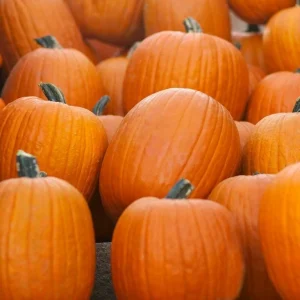 Jackolantern Pumpkin Live Plant – 3 inch Pot – Grow Your Own Halloween Pumpkins - Image 1