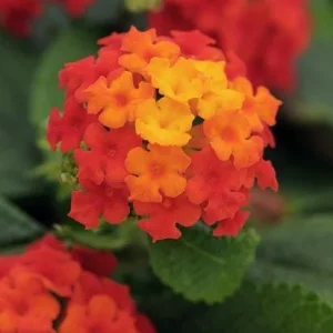 Lantana Bloomify Red Live Plant - 4-8" Red Flowering Shrub, Outdoor - Image 1