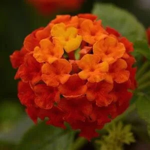 Lantana Lucky Flame Live Plant – Multicolored Flowers 6-9" Tall – Outdoor Shrub - Image 1