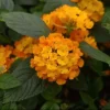 Lantana Lucky Orange Live Plant - 4-8" Tall, Outdoor Flowering Shrub - Image 1