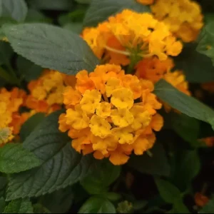 Lantana Lucky Orange Live Plant - 4-8" Tall, Outdoor Flowering Shrub - Image 1
