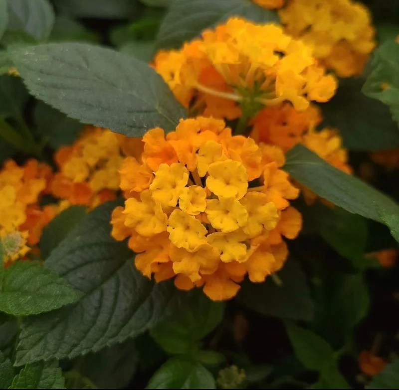 Lantana Lucky Orange Live Plant - 4-8" Tall, Outdoor Flowering Shrub - Image 1