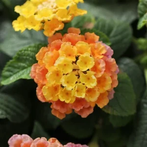 Lantana Peach Glow Live Plant - 3-5" Tall, Peach Orange Yellow Flowers, Outdoor - Image 1