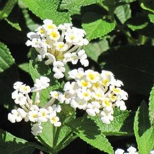 Lantana Pina Colada Live Plant - 4-8