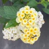 Lantana Pina Colada Live Plant - 4-8" White Flowers, Outdoor, Attracts Pollinators - Image 1