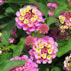 Lantana Pinkberry Luscious Live Plant – 4-8 inch – Pink & Berry Flowers – Outdoor - Image 1