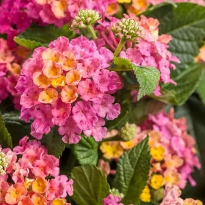 Lantana Royale Cosmo Live Plant - 4-8" Tall, Fragrant Outdoor Flowering Plant - Image 1