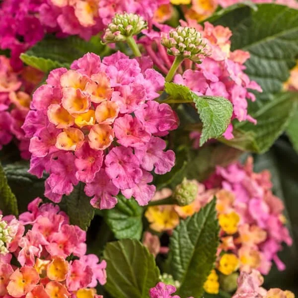 Lantana Royale Cosmo Live Plant - 4-8" Tall, Fragrant Outdoor Flowering Plant - Image 1