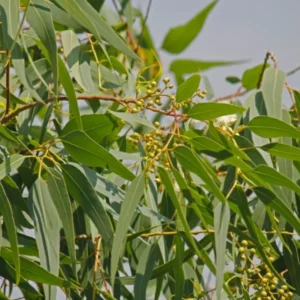Lemon Eucalyptus Live Plant – 5in Pot – Indoor/Outdoor Fragrant - Image 2