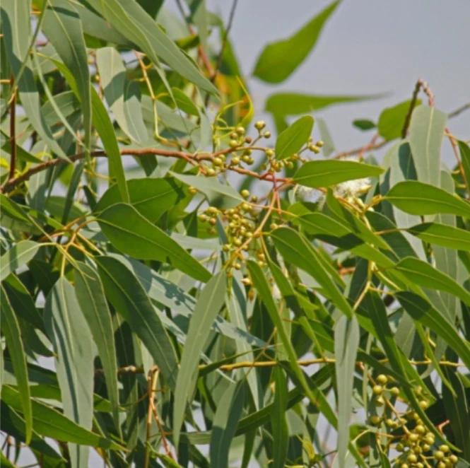 Lemon Eucalyptus Live Plant – 5in Pot – Indoor/Outdoor Fragrant - Image 2