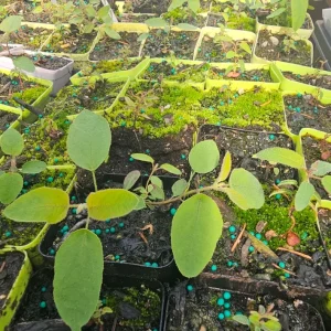 Lemon Eucalyptus Live Plant – 5in Pot – Indoor/Outdoor Fragrant - Image 3