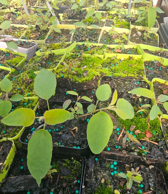 Lemon Eucalyptus Live Plant – 5in Pot – Indoor/Outdoor Fragrant - Image 3