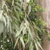 Lemon Eucalyptus Live Plant – 5in Pot – Indoor/Outdoor Fragrant - Image 1