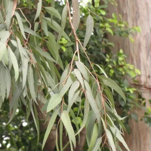 Lemon Eucalyptus Live Plant – 5in Pot – Indoor/Outdoor Fragrant - Image 1