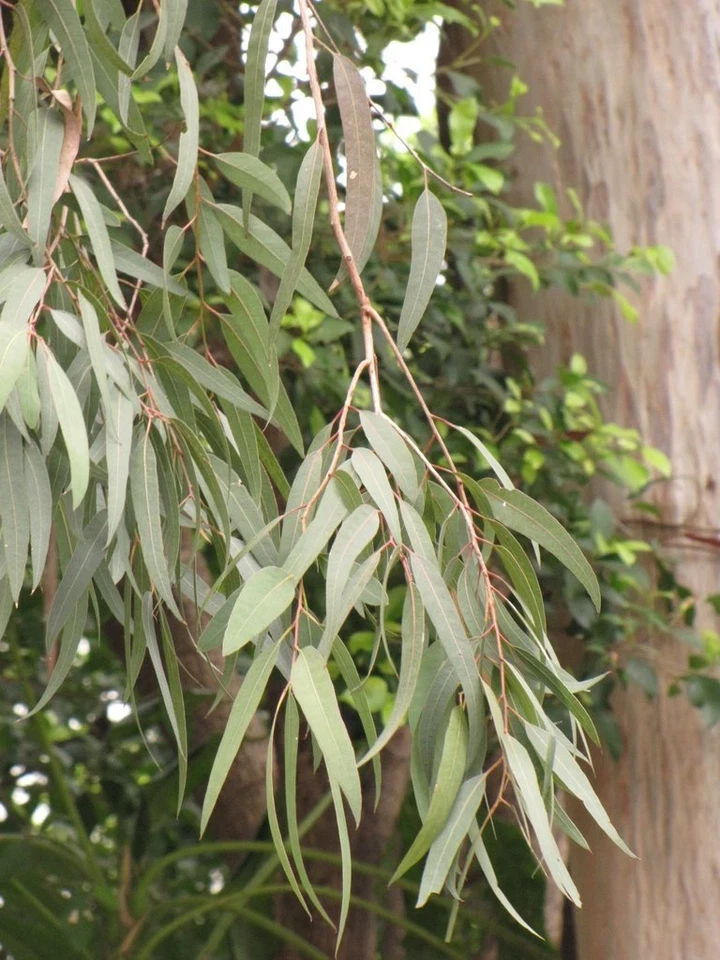 Lemon Eucalyptus Live Plant – 5in Pot – Indoor/Outdoor Fragrant - Image 1