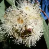 Lemon Eucalyptus Live Plant – Aromatic Citronella Scent – 4 inch Pot - Image 1
