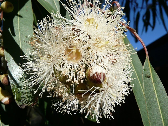 Lemon Eucalyptus Live Plant – Aromatic Citronella Scent – 4 inch Pot - Image 1