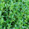 Lemon Thyme Live Plant Seedling - Culinary Herb, 3-6 inches tall, USDA Zones 5-9 - Image 1