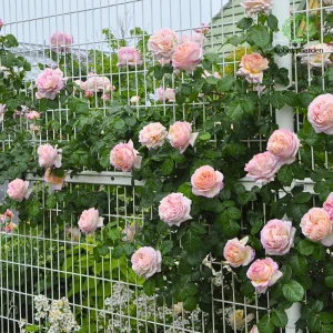 Light Pink Climbing Rose Live Plant – 3 Inch Pot – Outdoor Shrub - Image 2