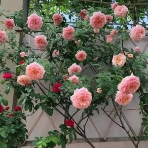 Light Pink Climbing Rose Live Plant – 3 Inch Pot – Outdoor Shrub - Image 1