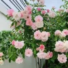 Light Pink Climbing Rose Live Plant – 4 inch Pot – Outdoor - Image 1