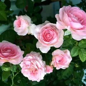 Light Pink Climbing Rose Live Plant – 4 inch Pot – Outdoor - Image 2