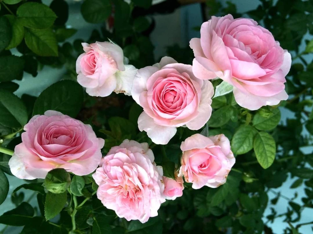 Light Pink Climbing Rose Live Plant – 4 inch Pot – Outdoor - Image 2