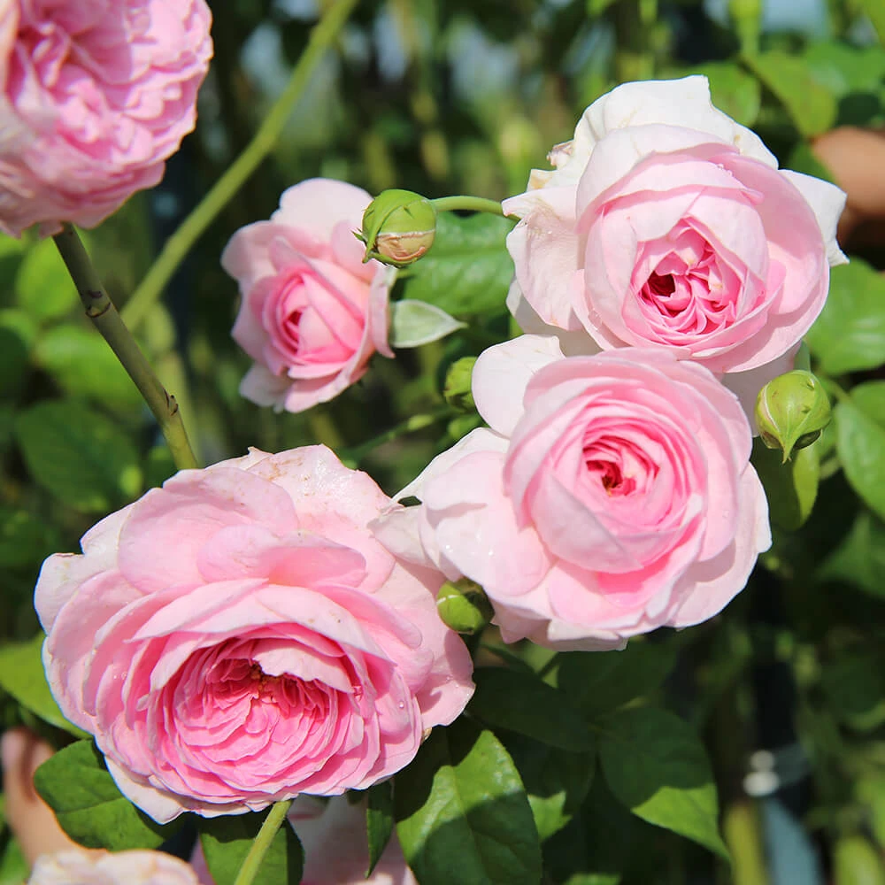 Light Pink Climbing Rose Live Plant – 4 inch Pot – Outdoor - Image 3