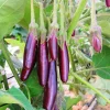 Little Fingers Eggplant Live Plant - 2 Seedlings, 4-8" Tall, Outdoor Vegetable - Image 1