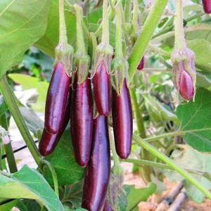 Little Fingers Eggplant Live Plant - 2 Seedlings, 4-8