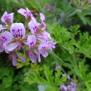 Live Citronella Plant - Pelargonium Citrosum Mosquito Repellent Herb - 4.5 inch Pot - Image 2