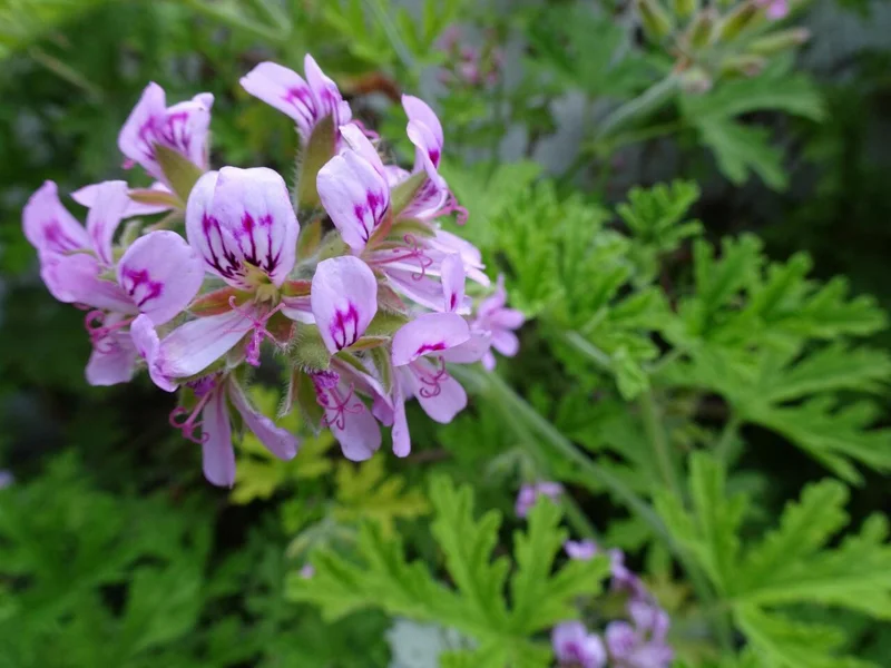 Live Citronella Plant - Pelargonium Citrosum Mosquito Repellent Herb - 4.5 inch Pot - Image 2