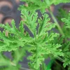 Live Citronella Plant - Pelargonium Citrosum Mosquito Repellent Herb - 4.5 inch Pot - Image 1