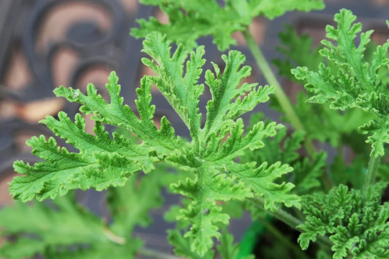 Live Citronella Plant - Pelargonium Citrosum Mosquito Repellent Herb - 4.5 inch Pot - Image 1