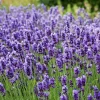 Live Lavender Herb Plant Seedlings – 3-5" Tall, Fragrant, Culinary, Outdoor Garden - Image 1