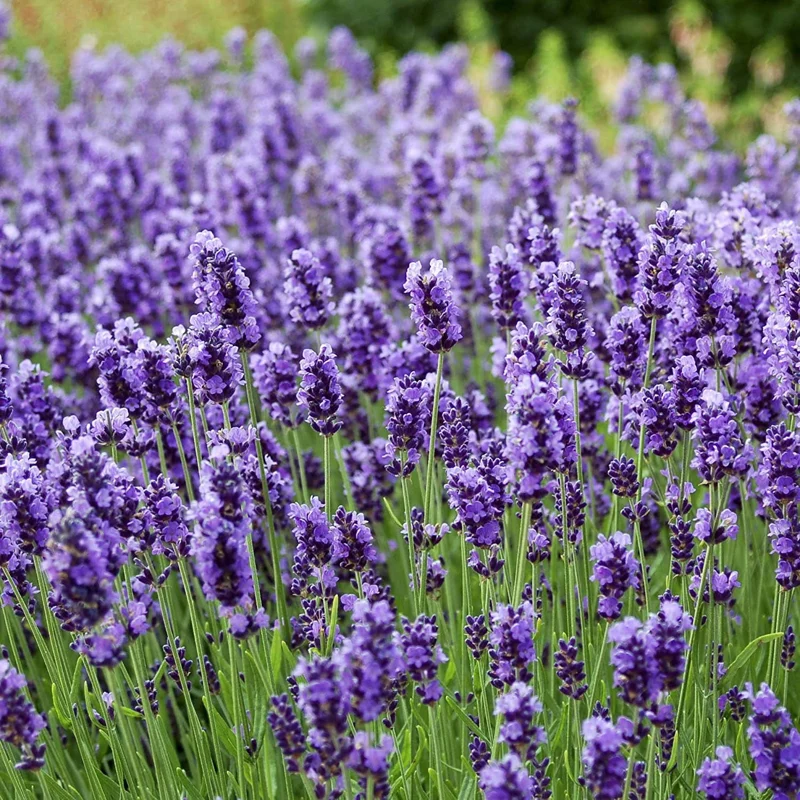 Live Lavender Herb Plant Seedlings - 6-10 Inch Tall Fragrant Garden Plant - Image 1