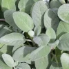 Live Sage Herb Plant - 5-11" Tall Culinary Sage Seedling for Fall Garden - Image 1