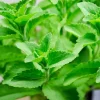 Live Stevia Plant – Natural Sweetener Herb – 11-15 inch Tall Seedling – 4 inch Pot - Image 1