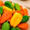 Lunchbox Sweet Mini Bell Pepper Rainbow Mix Live Plants - 3 Seedlings, 5-8" Tall - Image 1