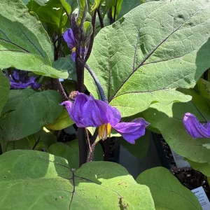 Millionaire Eggplant Live Plant - Japanese Variety, 12-16