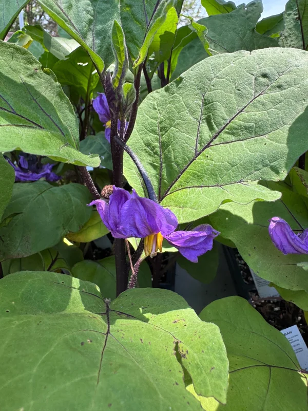Millionaire Eggplant Live Plant - Japanese Variety, 12-16" Tall Seedlings, Early Fruiting, Outdoor Garden - Image 2