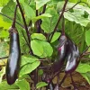 Millionaire Eggplant Live Plant - Japanese Variety, 12-16" Tall Seedlings, Early Fruiting, Outdoor Garden - Image 1