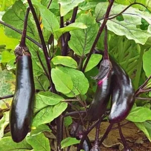 Millionaire Eggplant Live Plant - Japanese Variety, 12-16
