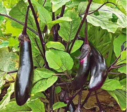 Millionaire Eggplant Live Plant - Japanese Variety, 12-16" Tall Seedlings, Early Fruiting, Outdoor Garden - Image 1